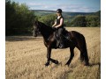 Szczegóły : Wspaniała klacz fryzyjska czarny koń 6 lat