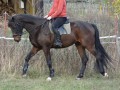 Szczegóły : 5-letni piękny wałach
