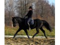 Szczegóły : Piękny i spokojny wałach