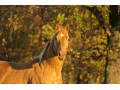 Szczegóły : Playboy on the Run, walach quarter horse