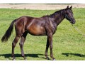 Szczegóły : 1,5 - roczna klacz sp
