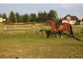 Szczegóły : Sprzedam klacz 
