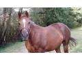 Szczegóły : Klacz american quarter horse 