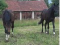 Szczegóły : Atrato