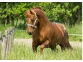 Szczegóły : KOŃ - Ogier - 14-letni Appaloosa Crazy Bar Tinka zarejestrowana w USA