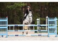 Szczegóły : Cosima - horse for sale