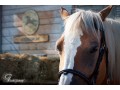 Szczegóły : Stajnia Enklawa lubelskie - wymarzone miejsce dla Twojego konia 