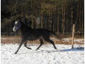 Szczegóły : Młody koń do sportu