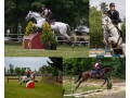 Szczegóły : Trening koni oraz jeźdźców