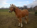 Szczegóły : koń ogier haflinger
