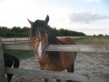 Szczegóły : Samira Gypsy Cob