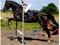 Szczegóły : Sprzedam  konie sportowe