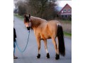 Szczegóły : Klasyczny wałach konia z klasycznym Buckskin