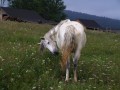 Szczegóły : Konie kabardyńskie