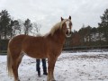 Szczegóły : Klacz rasy Haflinger