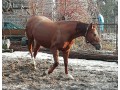 Szczegóły : Sprzedam klacz Arkadia rasy małopolskiej 