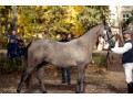 Szczegóły : Macedonia - 3 letnia klacz sp