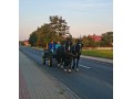 Szczegóły : Aton i Dragon - dwa piękne ślązaki do bryczki!