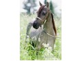 Szczegóły : AMERICAN MINIATURE HORSE