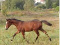 Szczegóły : klaczka po hanowerskim ogierze Ludger/ Laptop/ Loredo/ Lord