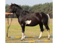 Szczegóły : Sprzedam ogiera Forest GJ