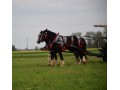 Szczegóły : Sprzedam Parę KONI SHIRE !!! Zobacz !!!