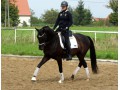 Szczegóły : Młody piękny wałach do sportu 