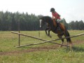Szczegóły : Sprzedam urodziwa klacz