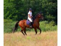 Szczegóły : Sprzedam wałacha