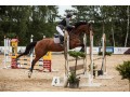 Szczegóły : Doświadczona klacz do sportu!