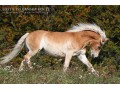 Szczegóły : Walach Haflinger