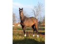 Szczegóły : Alborg 