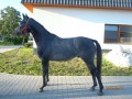 Szczegóły : Wałach sp