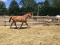 Szczegóły : Sprzedam wałacha młp sport