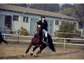 Szczegóły : Profesjonalny trening koni i jeźdźców