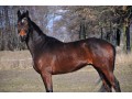 Wałach 6 lat ( lauries crusador )