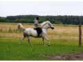 Szczegóły : sprzeam klacz do rekreacji