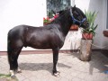 Szczegóły : wałaszek typ waijski 120 cm 
