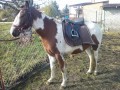 Szczegóły : Wałach Pony!Pilnie!Warto!