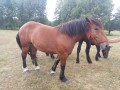 Szczegóły : Sprzedam 