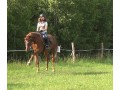 Szczegóły : Urodziwa klacz sp