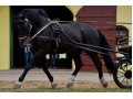 Szczegóły : Bilard Wałach rasy śląskiej 