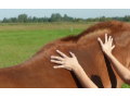 Szczegóły : Fizjoterapia/rehabilitacja koni Equus Vital