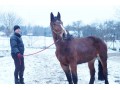 Szczegóły : Sprzedam klacz