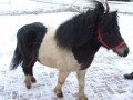 Szczegóły : Jankies kucyk Falabella