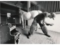 Szczegóły : Werkowanie i kucie koni 