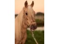 Szczegóły : Andaluz-Lusitano