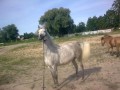 Szczegóły : klacz po ogierze arabskim na sprzedaż