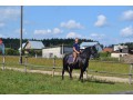 Szczegóły : klacz fryzyjska