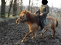Szczegóły : SPRZEDAM KONIA, SPOKOJNY, DLA DZIECI